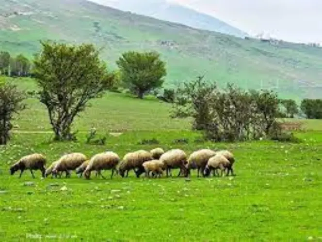 مرتع داری و چرای دام